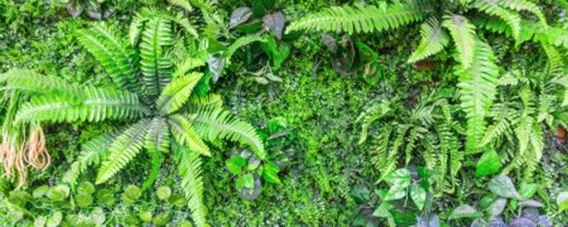 海金沙是什么植物 海金沙是什么植物