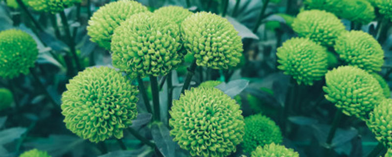 中国菊花的地位 中国菊花的地位