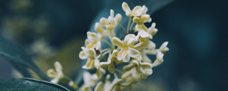 桂花有没有月桂