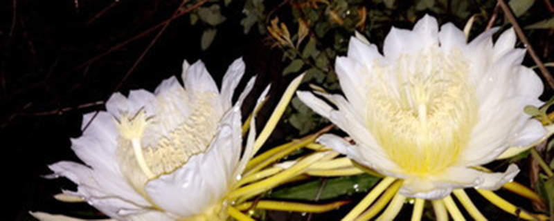 昙花有没有别的名字 昙花有没有别的名字