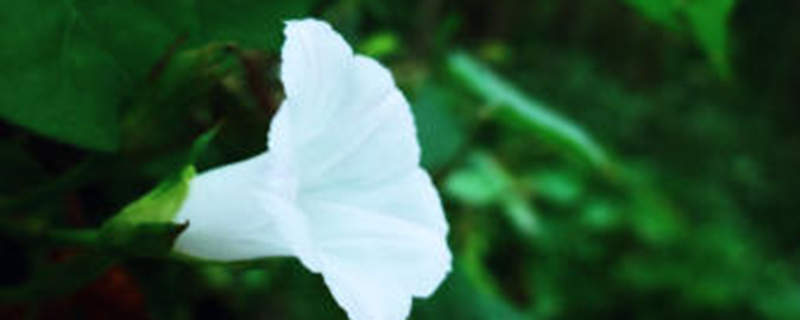 牵牛花有没有多年生的品种 牵牛花有没有多年生的品种