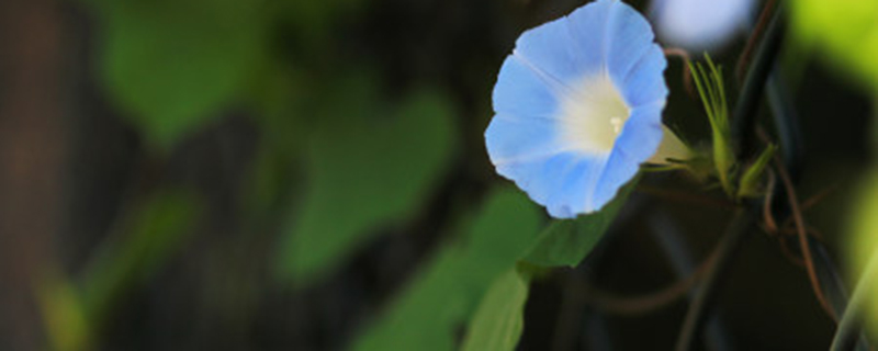 牵牛花有没有气味