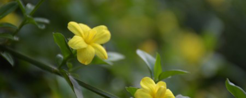 迎春花有没有花蜜