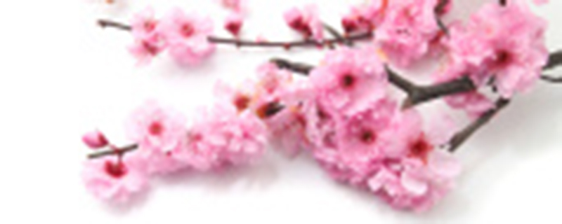 不怕冷的花有什么