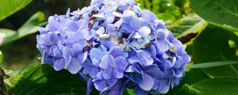 冬天适合给花换盆吗 冬天适合给花换盆吗