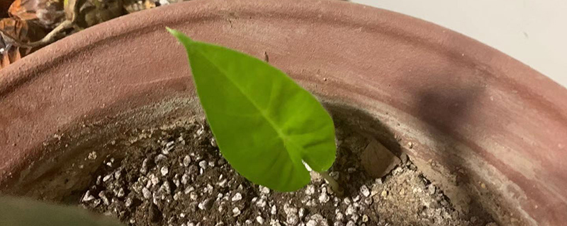 喜阴植物有什么 喜阴植物有什么