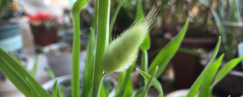 兔尾草花语与寓意