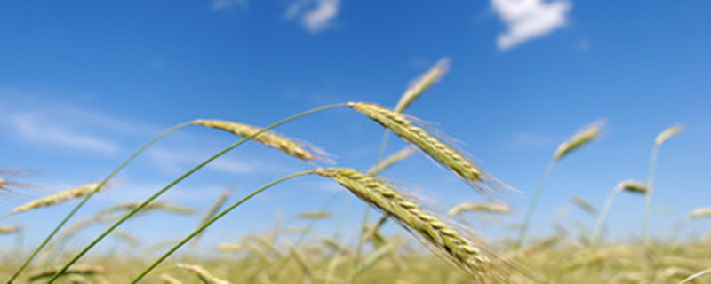 小麦属于什么植物 小麦属于什么植物
