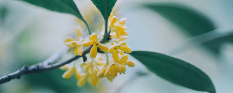 桂花树结果是怎么回事