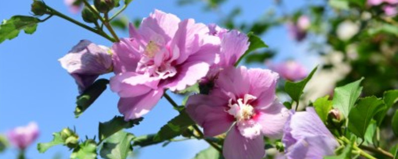 木槿花夏天怎么养