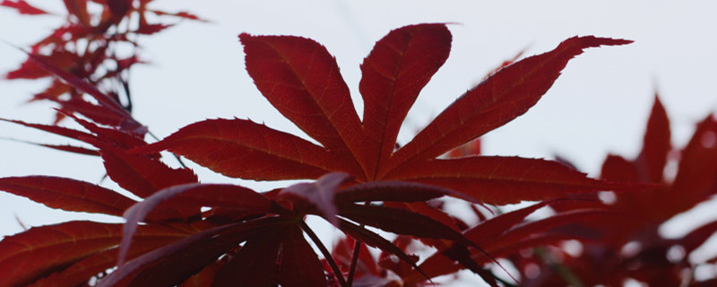 红枫能够开花吗，养多久会开花