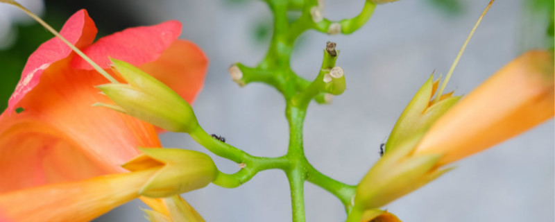 凌霄花可以水培吗，怎么水培生根