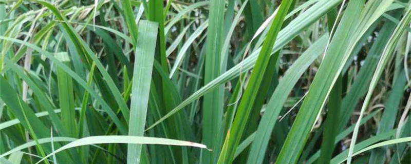 菖蒲施肥方法，用什么肥好