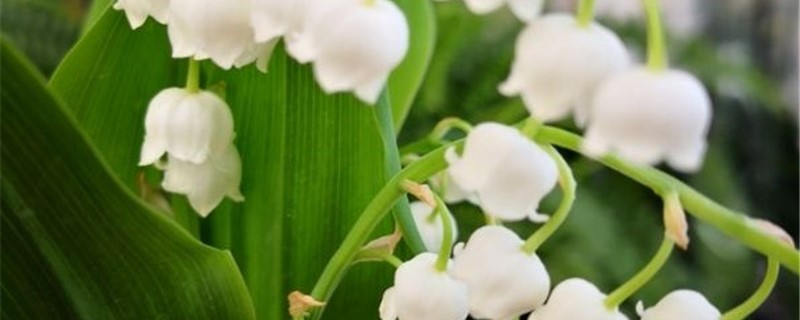 铃兰施肥方法，用什么肥好