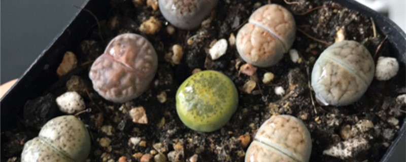 生石花施肥方法,用什么肥好 生石花施肥方法,用什么肥好