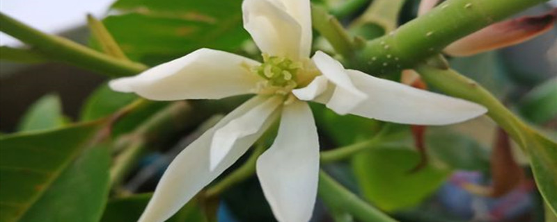 白兰花几天浇一次水