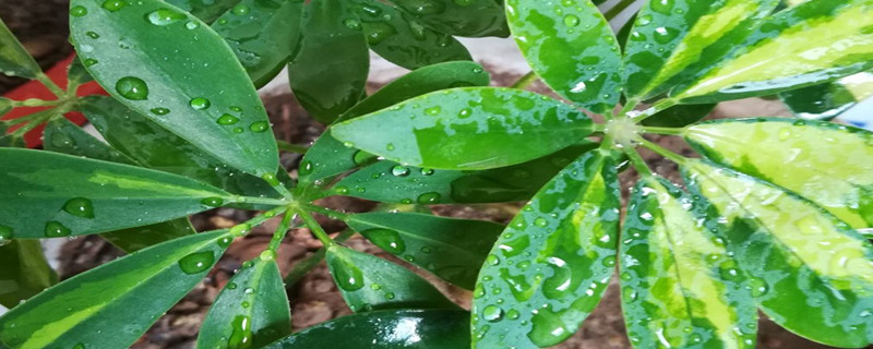 鹅掌柴几天浇一次水