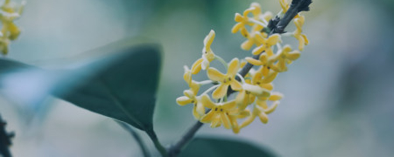 桂花几天浇一次水