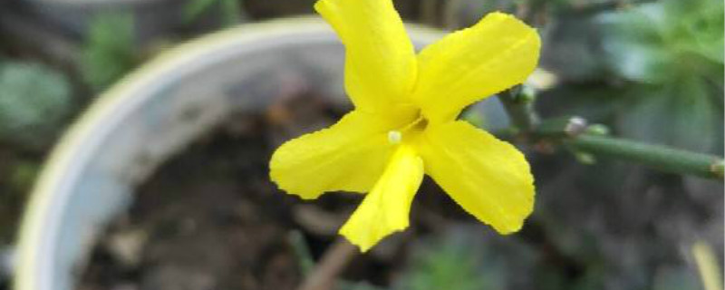 迎春花冬季能栽活吗,盆栽迎春花冬季管理 迎春花冬季能栽活吗,盆栽迎春花冬季管理