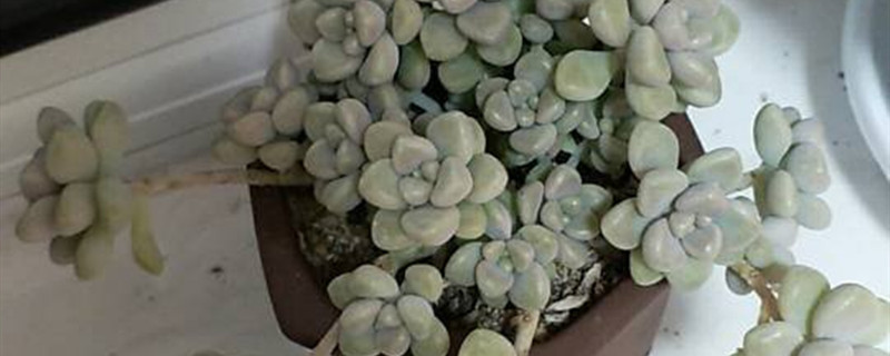 姬秋丽几天浇一次水