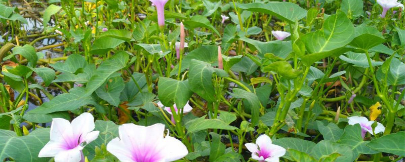 空心菜大棚种植时间，种植方法