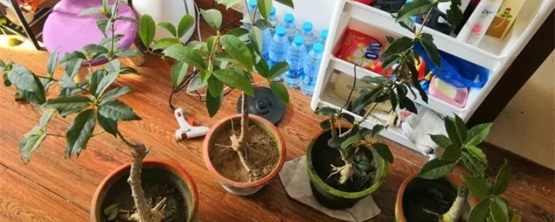 桂花树的养殖方法和注意事项 桂花树的养殖方法和注意事项