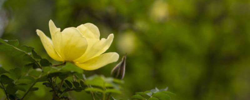 黄刺玫夏天怎么养 黄刺玫夏天怎么养