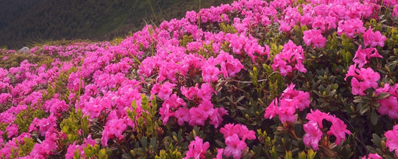 杜鹃花开花后怎么修剪，开完花怎么管理