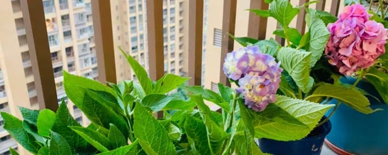 绣球花枯萎了要剪掉吗,花后如何养护 绣球花枯萎了要剪掉吗,花后如何养护