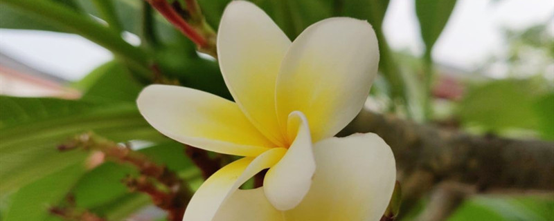 鸡蛋花烂根了怎么处理,为什么会烂根 鸡蛋花烂根了怎么处理,为什么会烂根