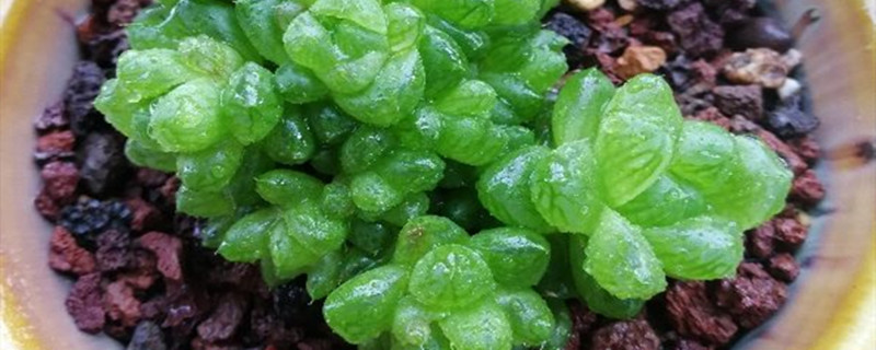 玉露有种子吗