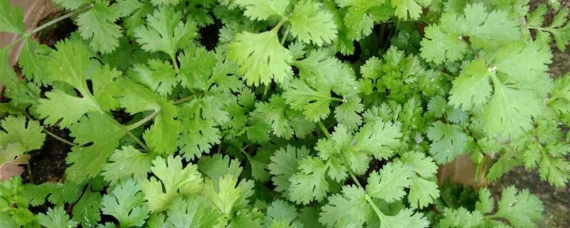 芫荽是什么菜，怎么种植