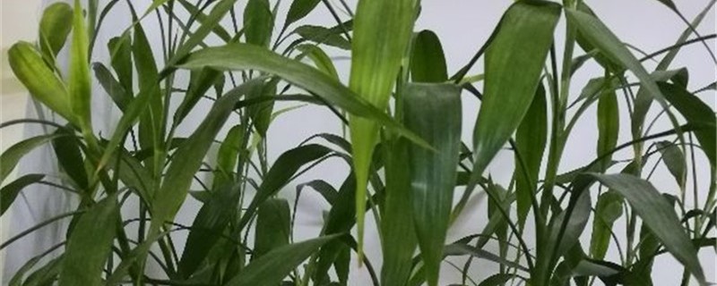 富贵竹几天浇一次水 富贵竹几天浇一次水