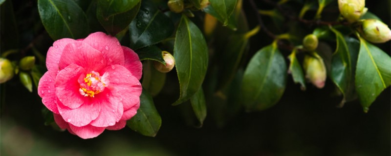 茶花叶尖枯焦怎么办，叶尖干枯是什么原因