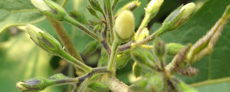 茄子种植方法，什么时候种