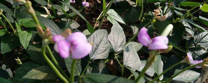 豆角种植技术与管理，什么时候种