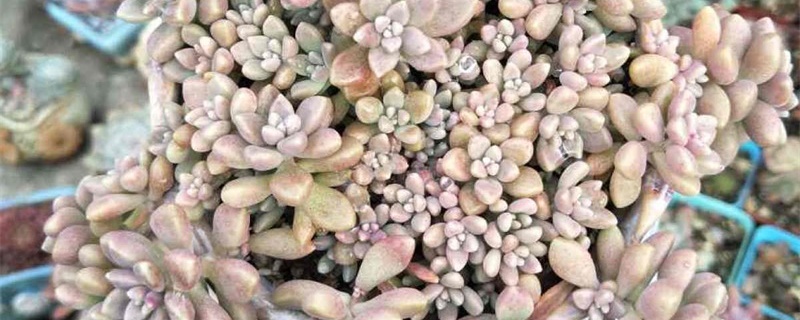 姬秋丽开花怎么处理,开花需要剪掉吗 姬秋丽开花怎么处理,开花需要剪掉吗