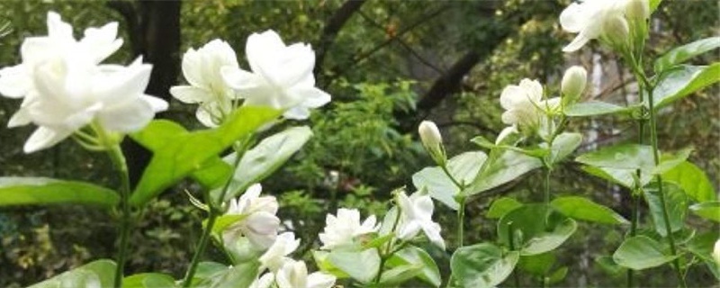 茉莉花如何修剪,什么时候修剪 茉莉花如何修剪,什么时候修剪