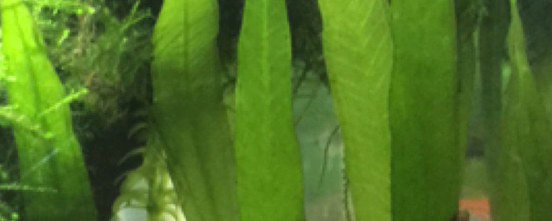 皇冠水草开花长出水面怎么办，开花后怎么处理