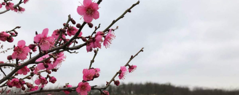 梅花种子的种植方法，什么时候播种