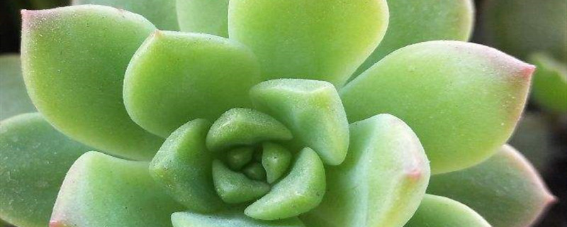 马库斯多肉怎么养，怎么能养红