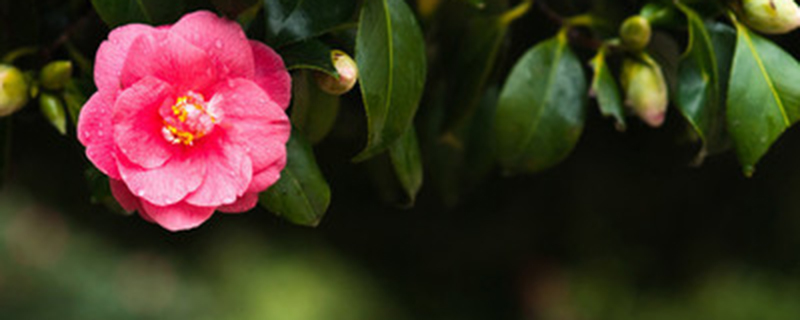 茶花换盆后几天浇水