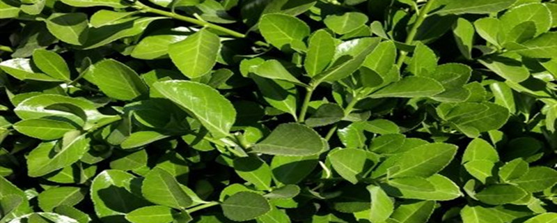 冬青是蔬菜吗