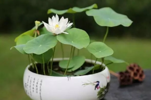 1个茶杯就能养，天热疯狂开花，香气飘满全家！