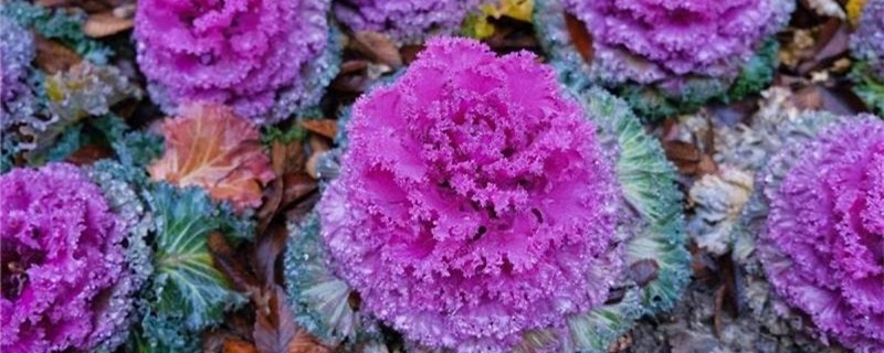 羽衣甘蓝花怎么养，什么时候播种
