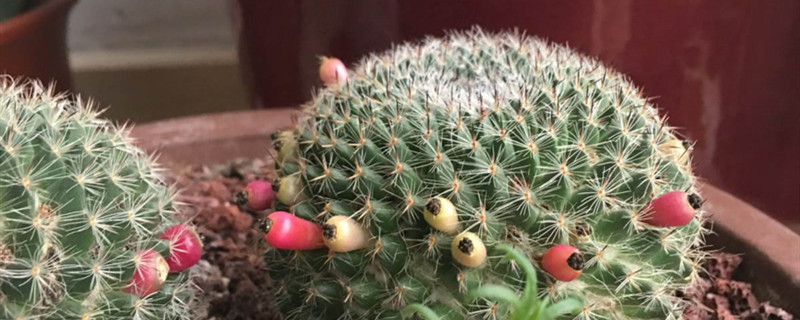 玉翁仙人球该怎么养才能开花,开花后怎么处理 玉翁仙人球该怎么养才能开花,开花后怎么处理