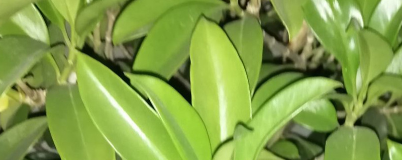 平安树叶子发黑是什么原因,叶子发黑怎么办 平安树叶子发黑是什么原因,叶子发黑怎么办