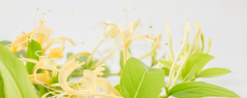 金银花怎么育苗