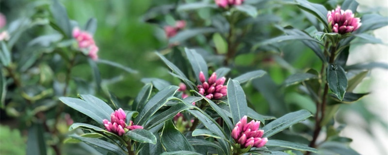 瑞香开花后怎么养护，花谢后怎样修剪