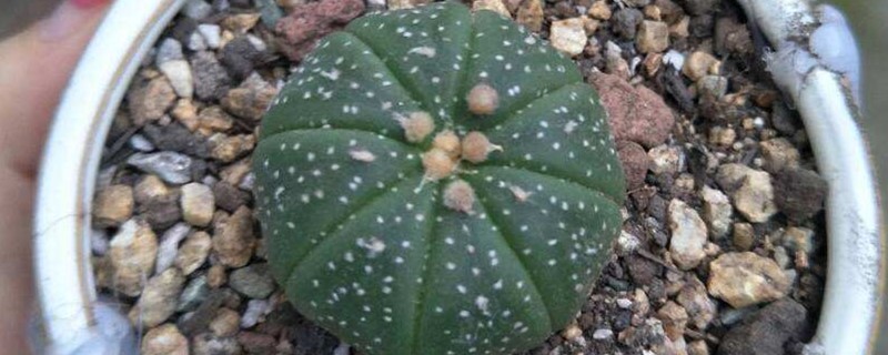 星兜怎么浇水